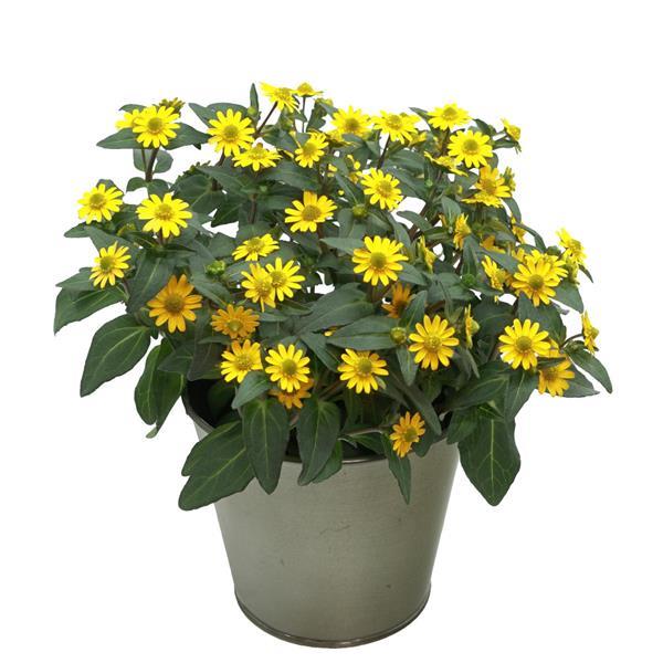 Tsavo™ Basket Yellow Container