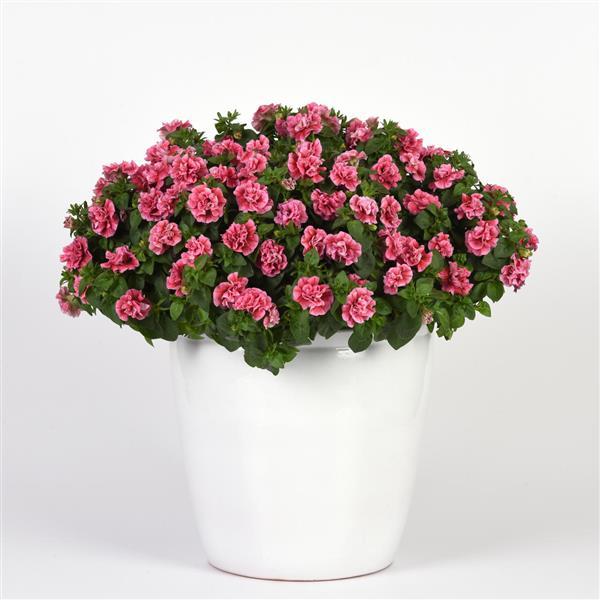 SweetSunshine™ Pink+Red Vein Container