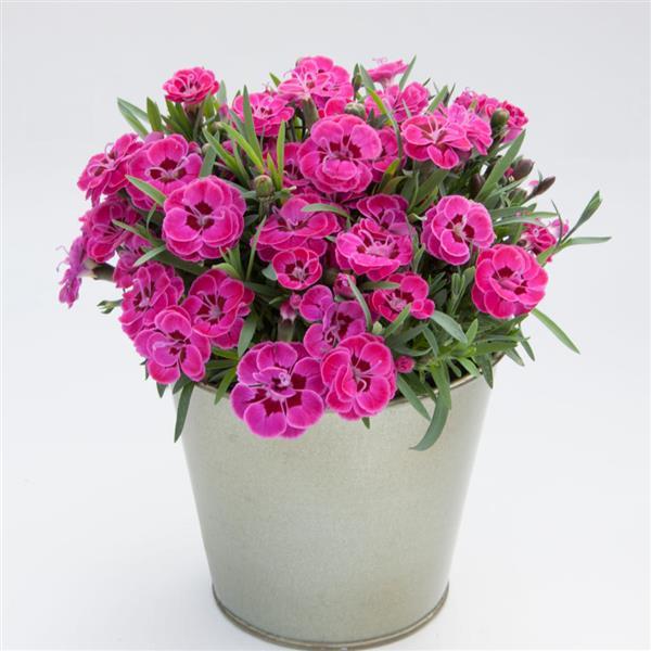 Dianthus Purple Wedding<sup>®</sup> Container