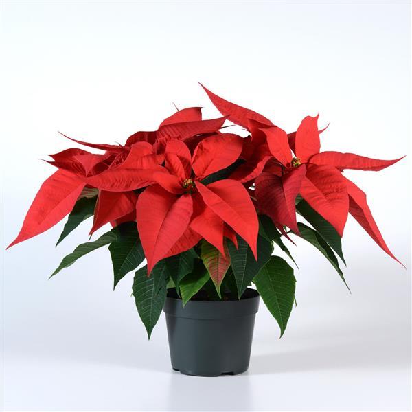 Christmas Joy™ Red Container