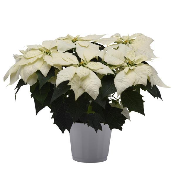 Poinsettia Alaska Container