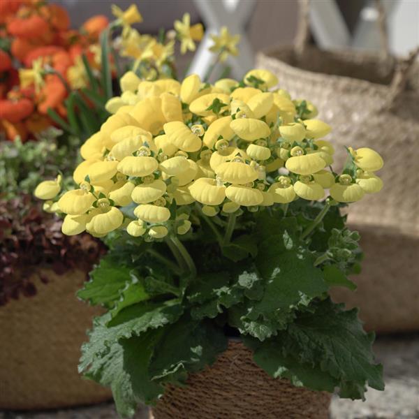 Calynopsis™ Yellow Container