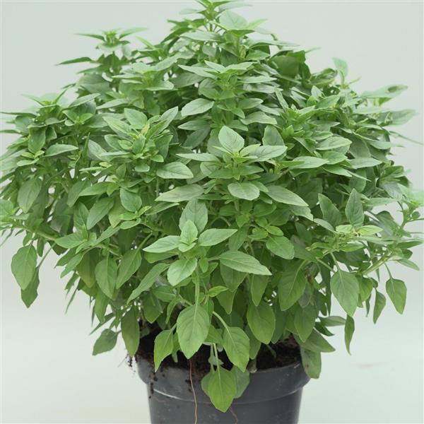 Ocimum Spicy Basil Container