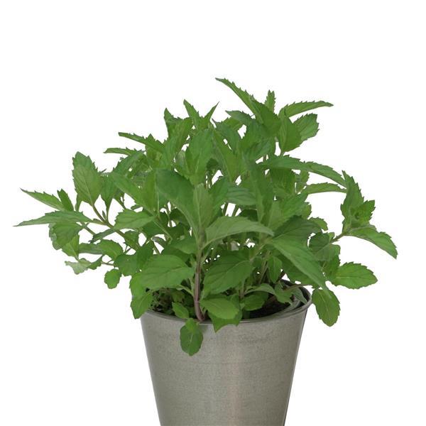 Mentha Ice Chill