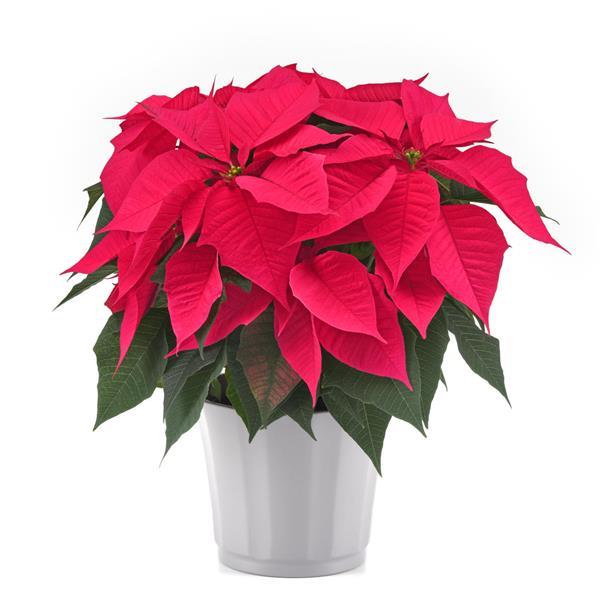 Christmas Chorus Hot Pink Container