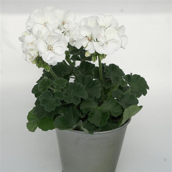 Moonlight™ White Container