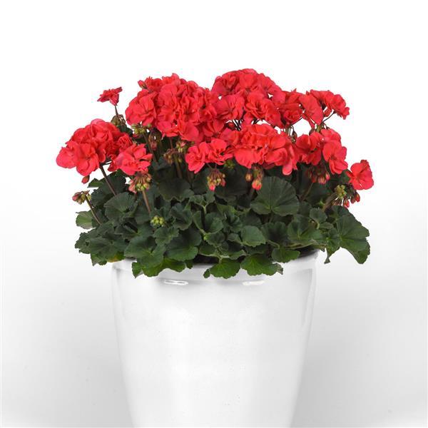 Moonlight™ Hot Coral Container