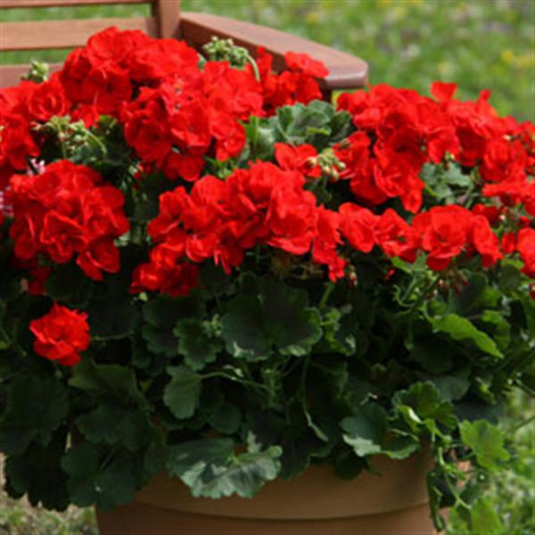 Sunrise™ Brilliant Red Container