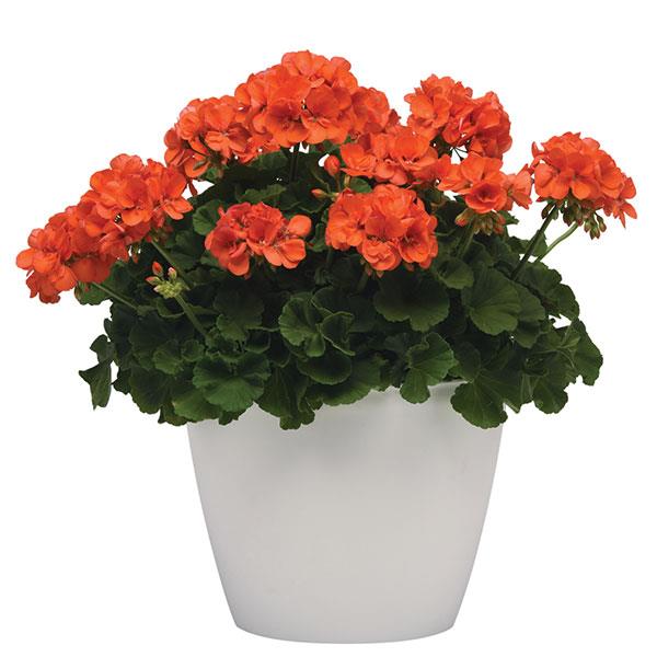 Sunrise™ Orange Container