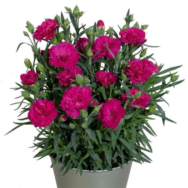 Vivacia™ Purple Container