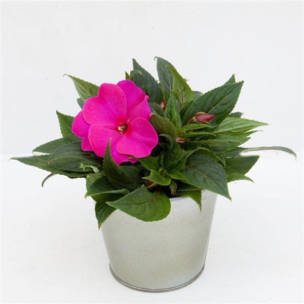 ImPower™ Purple Blue Container