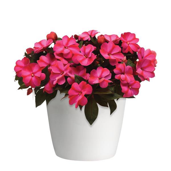 ImPower™ Red Flame Container