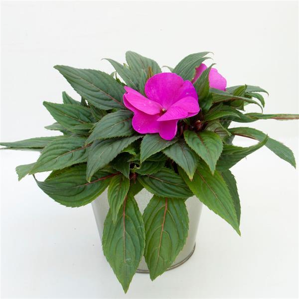 ImPower™ Violet Container
