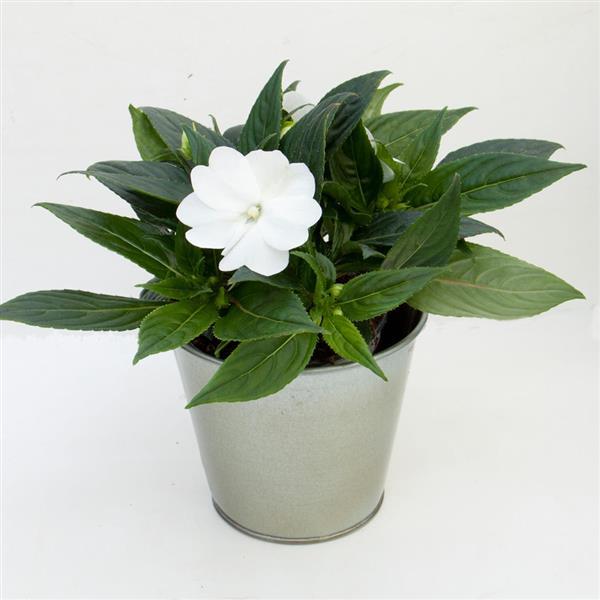 ImPower™ White Container