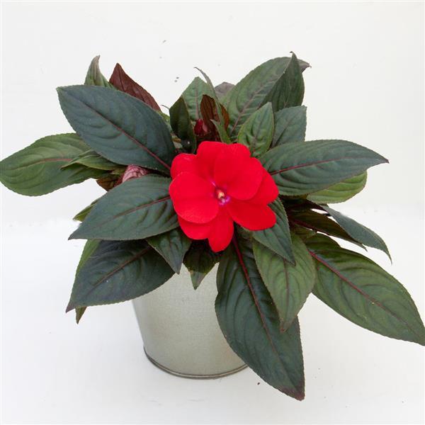 ImPower™ Dark Red Container