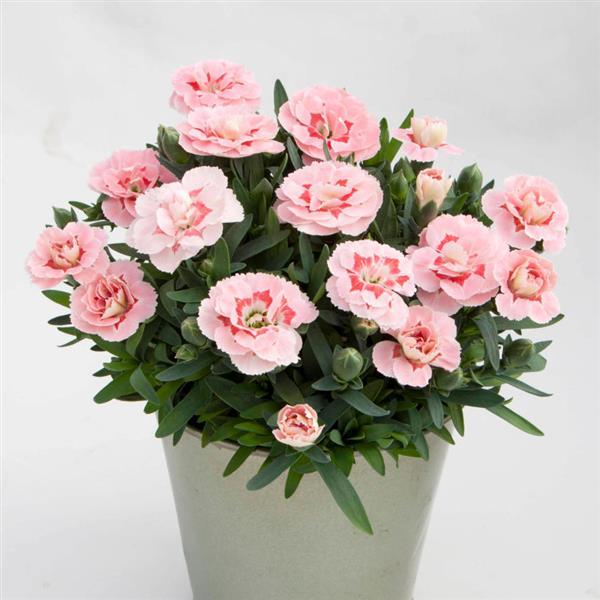 Oscar<sup>®</sup> Pink Container