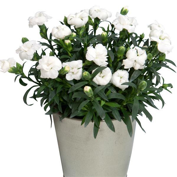 Oscar<sup>®</sup> White Container