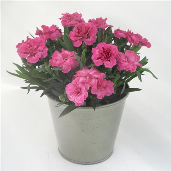 Oscar<sup>®</sup> Neon Pink Container