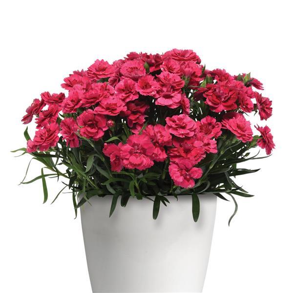 Oscar<sup>®</sup> Cherry+Velvet Container