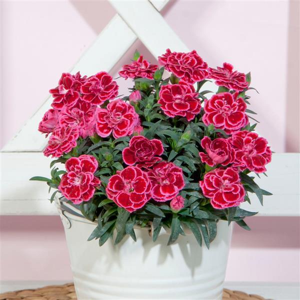 Oscar<sup>®</sup> Violet+Pink 26 Container