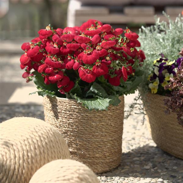 Calynopsis™ Red Container