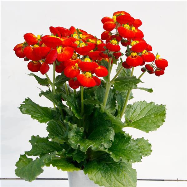 Calynopsis™ Red+Yellow Eye Container