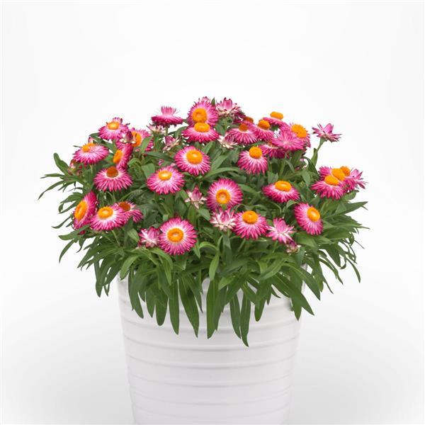 Mohave™ Pink 26 Container