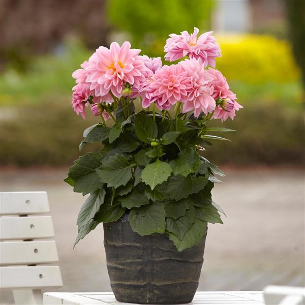 Dahlietta<sup>®</sup> Emily Container