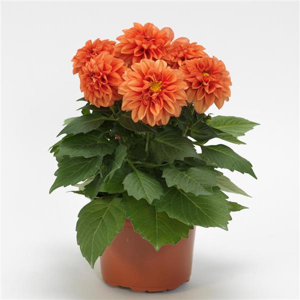 Dahlietta<sup>®</sup> Rachel Container