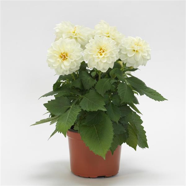 Dahlietta<sup>®</sup> Blanca Container