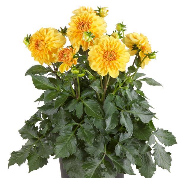 Venti™ Golden Yellow Container