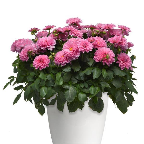 Venti™ Light Rose Container
