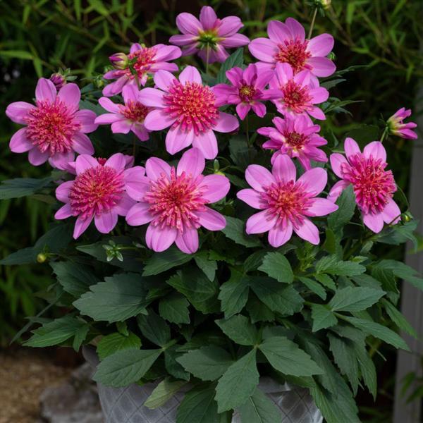 Venti™ PinkBurst Container