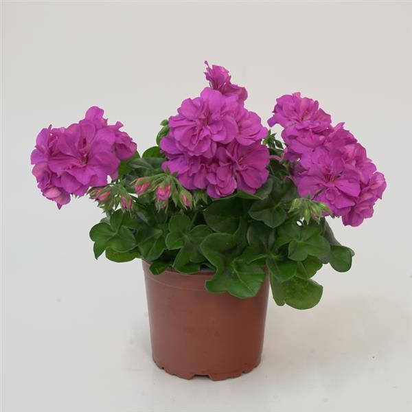 Royal™ Blue Container