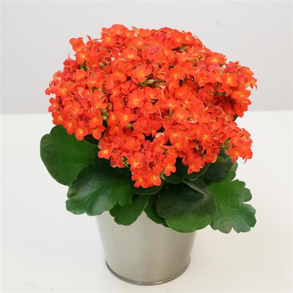 Mandala<sup>®</sup> Orange Container