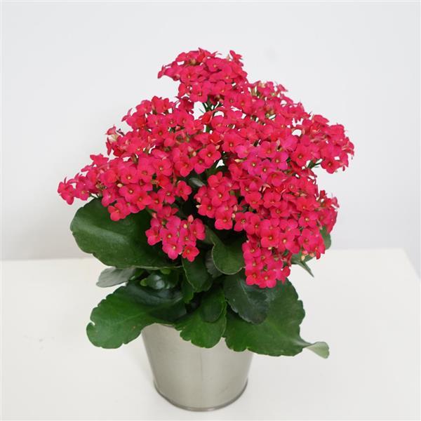 Mandala<sup>®</sup> Rose Container