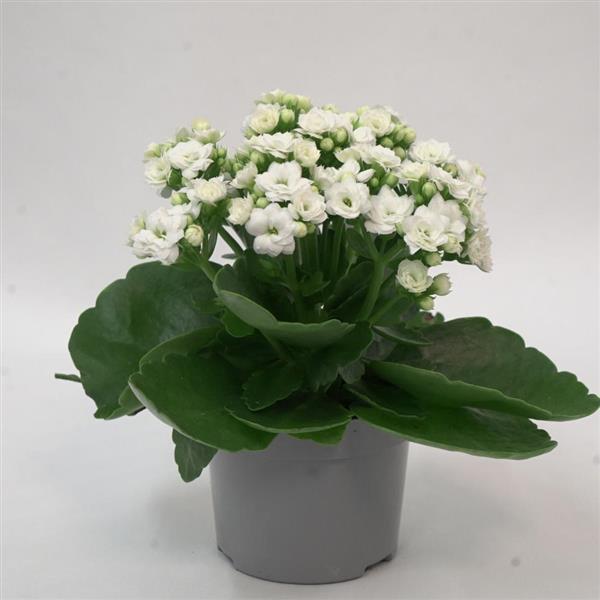 Mandala<sup>®</sup> Double White Container