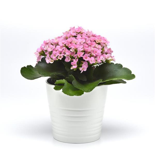 Mandala<sup>®</sup> Light Pink Container