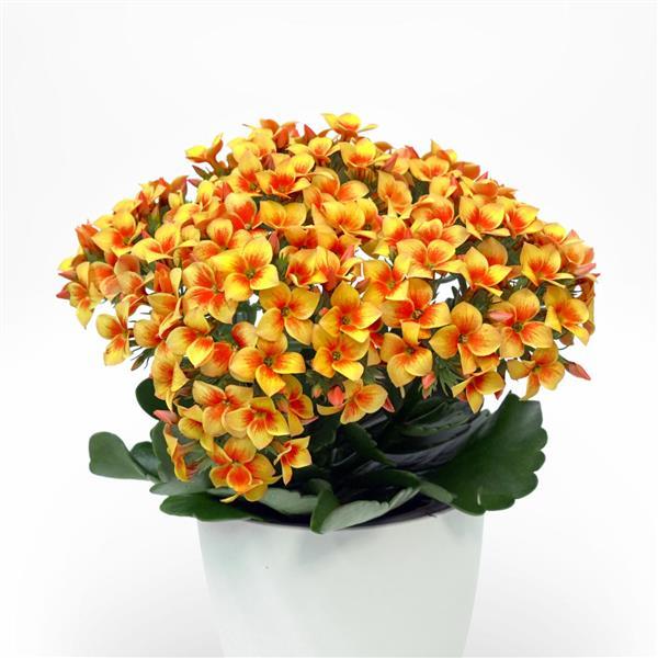 Mandala<sup>®</sup> Apricot Iris Container