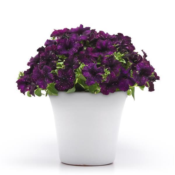Starlet™ Midnight Sky Container