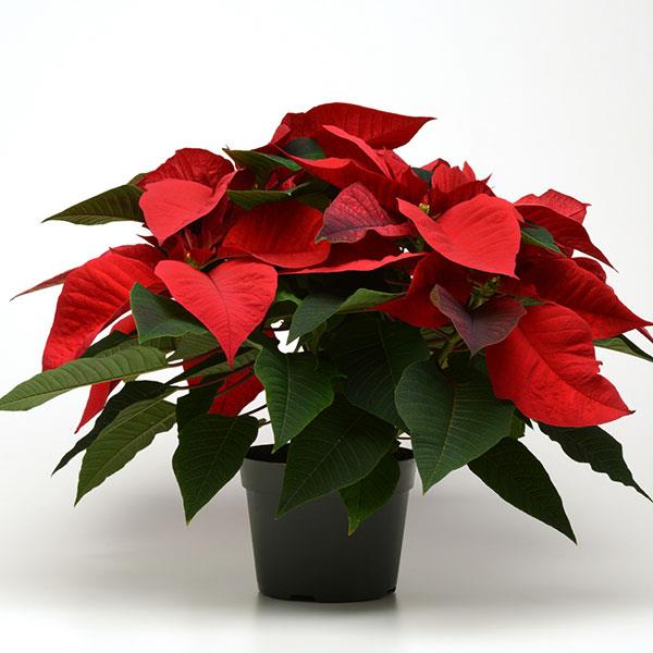 Poinsettia Noel Red Container