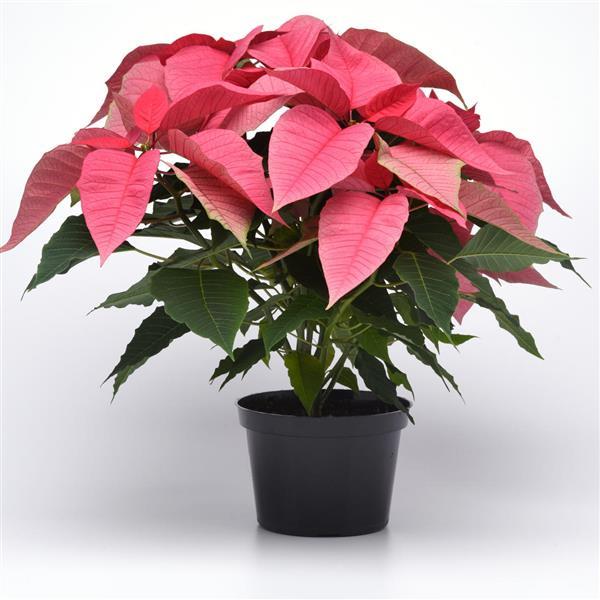 Christmas Feelings™ Pink Container