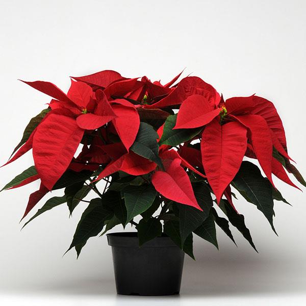 Christmas Feelings™ Red Container