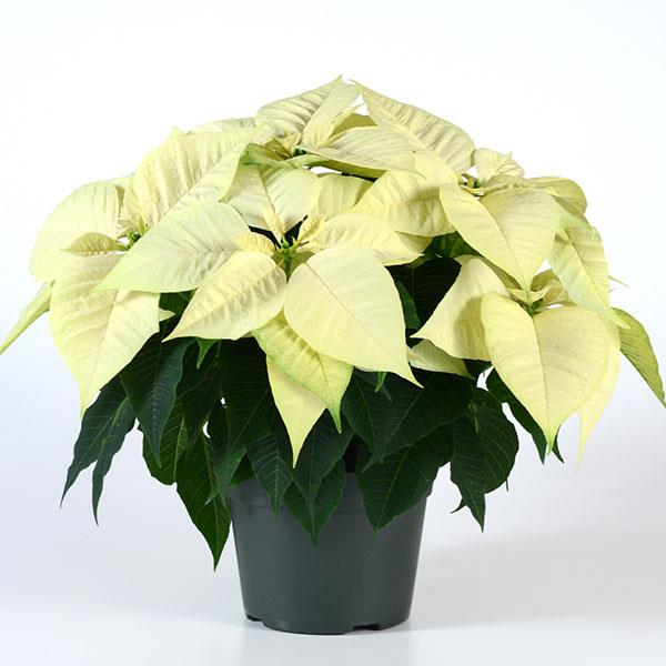 Christmas Feelings™ White Container