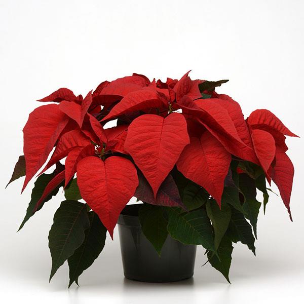 Christmas Feelings™ Merlot Container