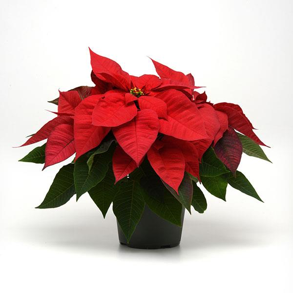 Christmas Magic™ Red Container