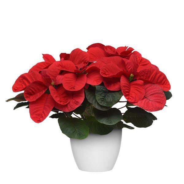 Christmas Mouse<sup>®</sup> Red Container