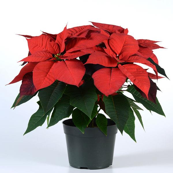 Christmas Wish™ Red Container