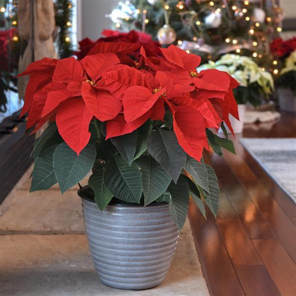 Christmas Wish™ Red Displays