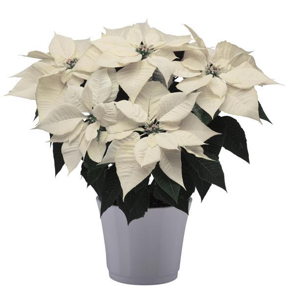 Poinsettia Alpina Container